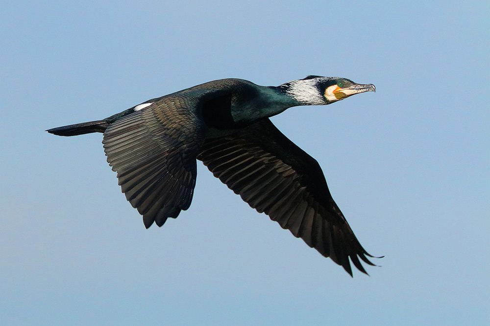 Ad ali spiegate, il sogno di Icaro.